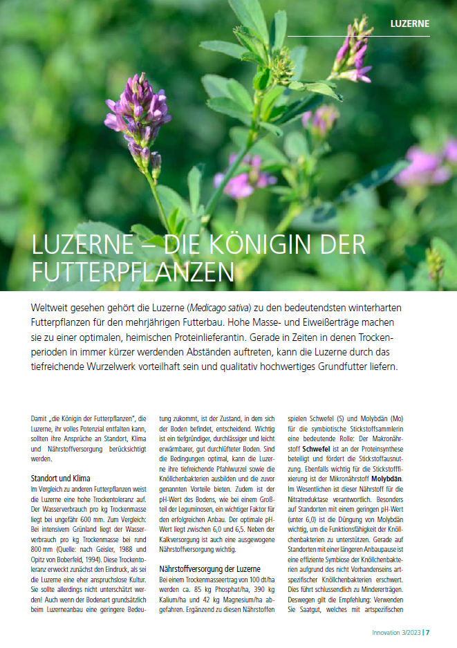 DSV | luzerne-die-koenigin-der-futterpflanzen